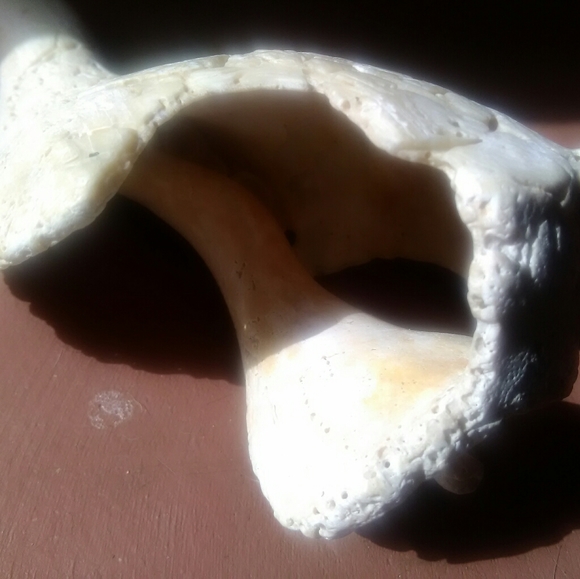 Sea Shell - Picture 3 of 8